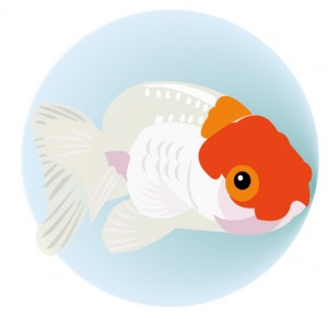 金魚(JPEG)