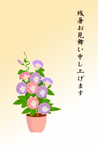 朝顔　残暑見舞い