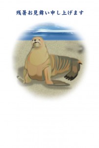 アシカ　暑中見舞い