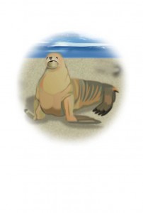 アシカ　無地