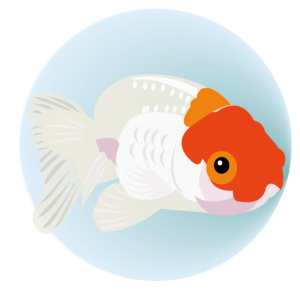 金魚(PNG)